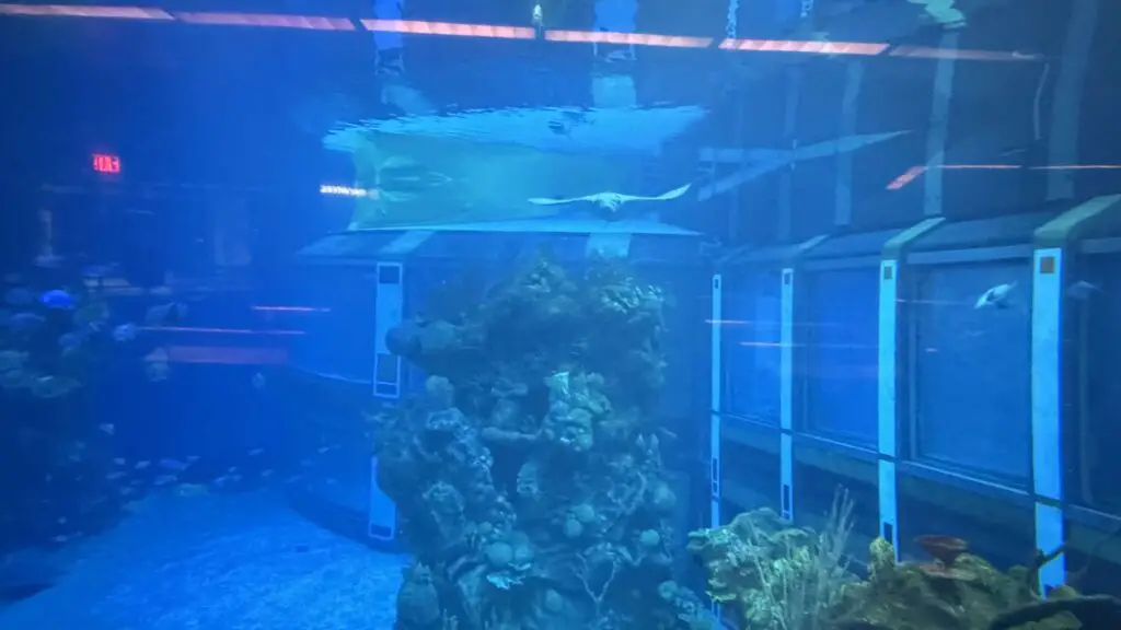 dolphin tank