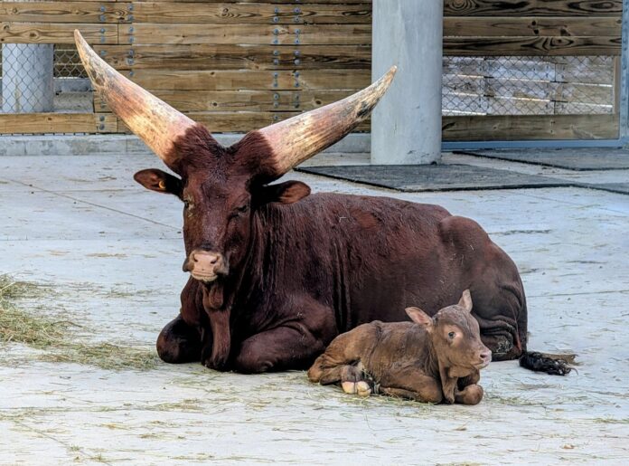 First Ankole Calf in Over Years Born at Walt Disney World
