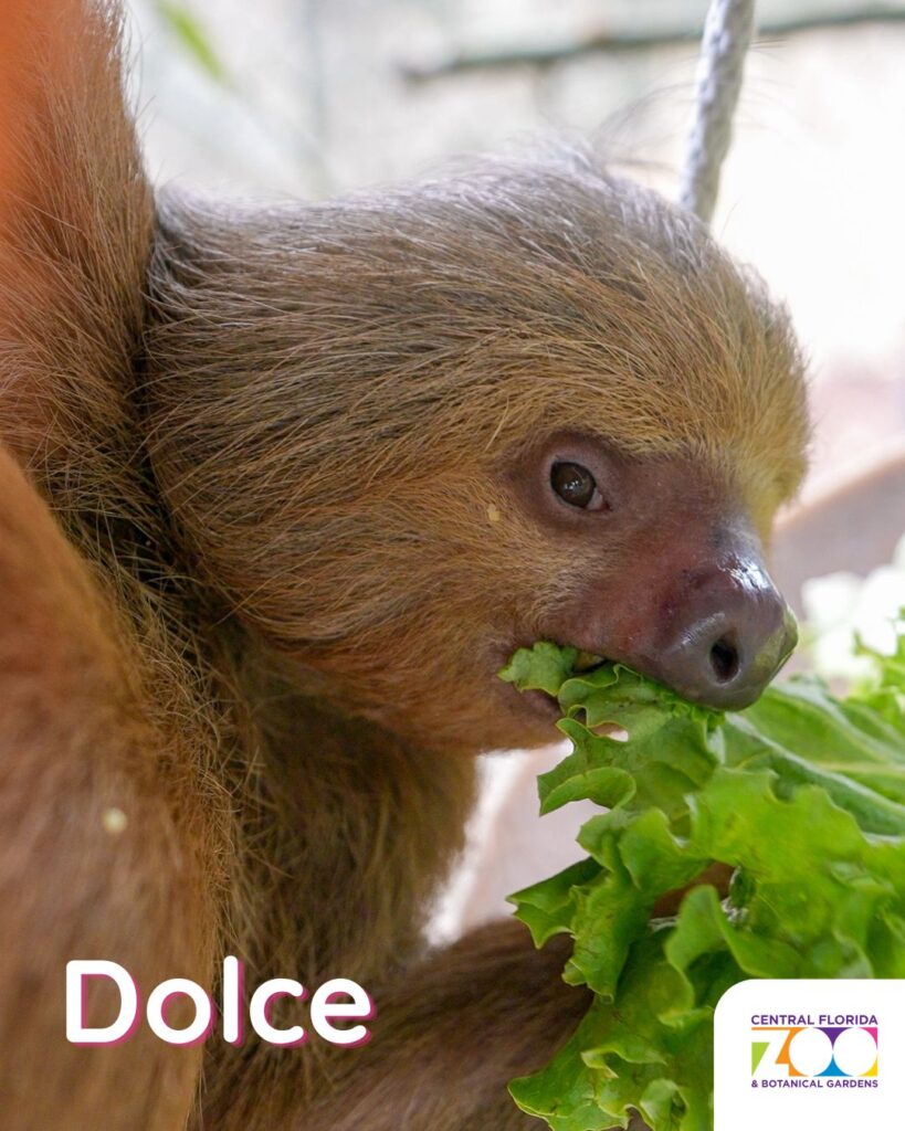 Central Florida Zoo Offers Heartwarming Update and Photos of Nine Recovering Sloths ()