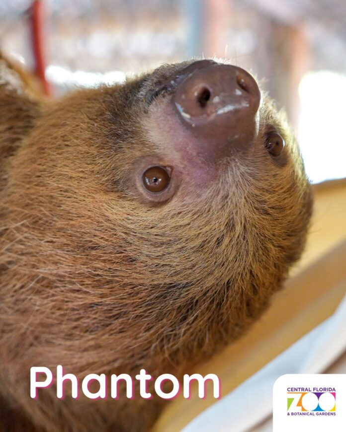 Central Florida Zoo Offers Heartwarming Update and Photos of Nine Recovering Sloths ()