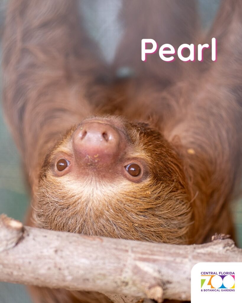 Central Florida Zoo Offers Heartwarming Update and Photos of Nine Recovering Sloths ()