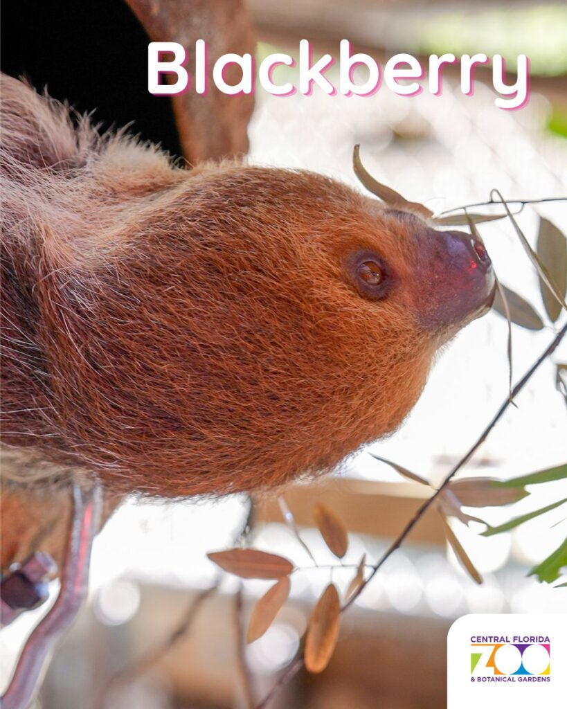 Central Florida Zoo Offers Heartwarming Update and Photos of Nine Recovering Sloths ()