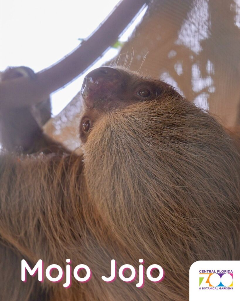 Central Florida Zoo Offers Heartwarming Update and Photos of Nine Recovering Sloths ()