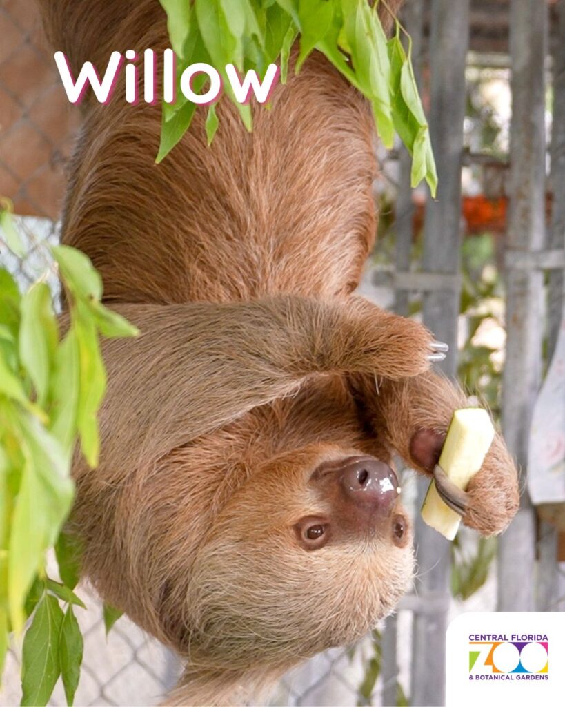 Central Florida Zoo Offers Heartwarming Update and Photos of Nine Recovering Sloths ()