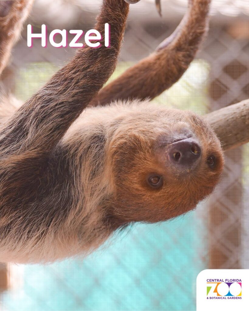 Central Florida Zoo Offers Heartwarming Update and Photos of Nine Recovering Sloths ()