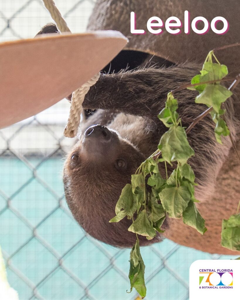 Central Florida Zoo Offers Heartwarming Update and Photos of Nine Recovering Sloths ()