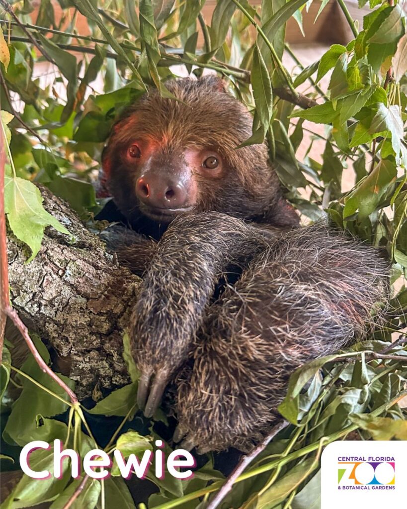 Central Florida Zoo Offers Heartwarming Update and Photos of Nine Recovering Sloths ()