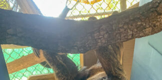 Central Florida Zoo Shares Sloth Update Fans will Love ()