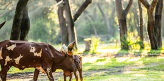 Meet Cinnamon the New Ankole Calf at Disney’s Animal Kingdom jpg