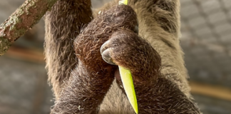 Meet Leeloo the Adorable New Two Toed Sloth at Central Florida Zoo