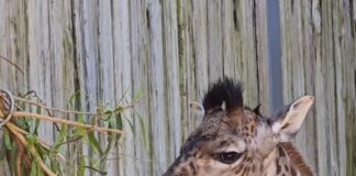 Name Revealed for Baby Masai Giraffe Born Recently at Walt Disney World ()