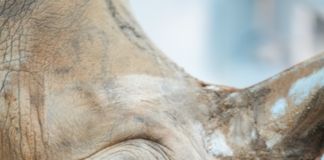 Rhino Kendi Regains Sight After Rare Surgery at Disney’s Animal Kingdom ()