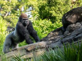 Bakari the Silverback Gorilla Debuts as New Troop Leader at Disney's Animal Kingdom ()
