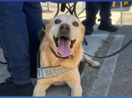 Benny the Disneyland Security Dog Officially Retires ()