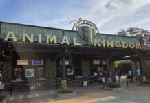 Disney's Animal Kingdom Makes New Rope Drop Procedures Permanent