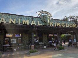 Disney's Animal Kingdom Makes New Rope Drop Procedures Permanent