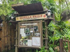 Disney's Animal Kingdom Welcomes New Silverback Gorilla Bakari