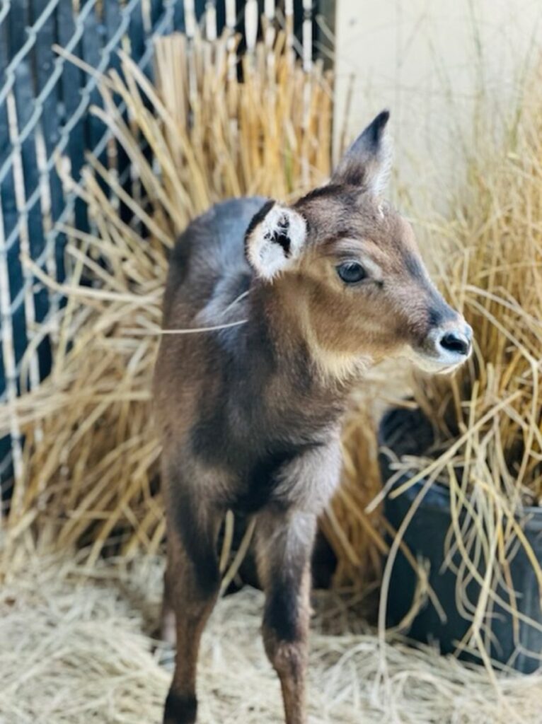 New Waterbuck Calf Born at Disney's Animal Kingdom Lodge New Waterbuck Calf Born at Disney's Animal Kingdom Lodge ()