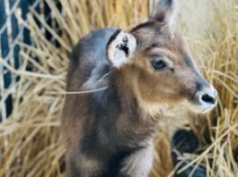 New Waterbuck Calf Born at Disney's Animal Kingdom Lodge ()