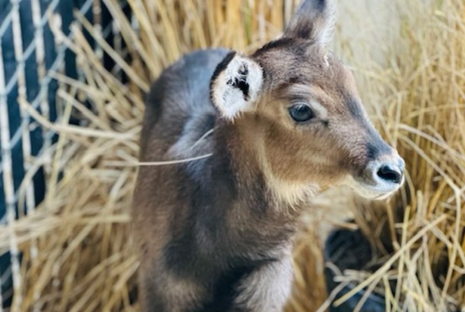 New Waterbuck Calf Born at Disney's Animal Kingdom Lodge New Waterbuck Calf Born at Disney's Animal Kingdom Lodge ()