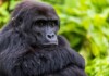 Disney Donates $ to Gorilla Conservation Groups Honoring Silverback Bakari ()