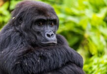 Disney Donates $ to Gorilla Conservation Groups Honoring Silverback Bakari ()