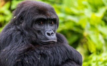 Disney Donates $ to Gorilla Conservation Groups Honoring Silverback Bakari ()