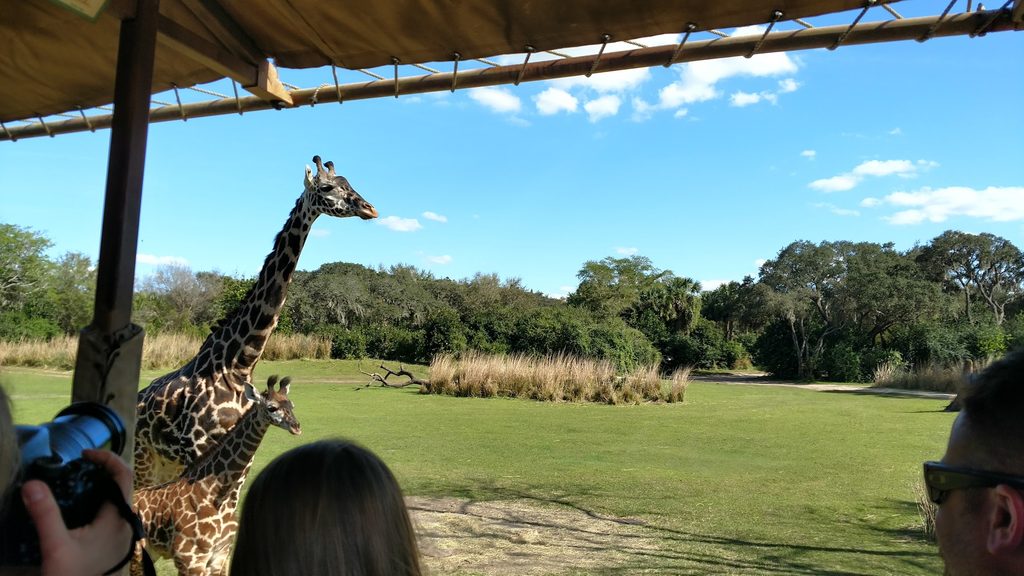 Kilimanjaro Safaris