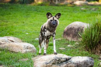 Meet Prospect the Newest African Painted Dog at Walt Disney World