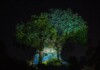 New DVC Moonlight Magic Dates Announced for EPCOT and Animal Kingdom