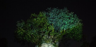 New DVC Moonlight Magic Dates Announced for EPCOT and Animal Kingdom