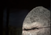 King Kong Animatronic Allegedly Damaged in Fire as Islands of Adventure Ride Remains Closed
