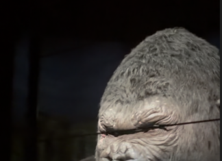King Kong Animatronic Allegedly Damaged in Fire as Islands of Adventure Ride Remains Closed